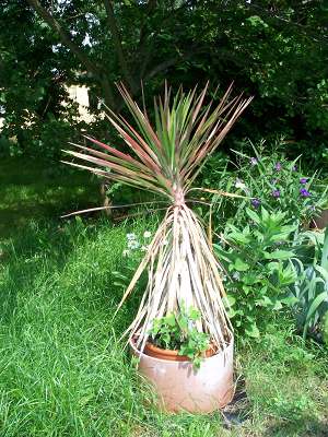 Yucca